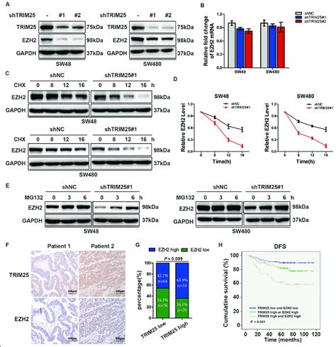 Trim Regulates Ezh Stability In Crc Cells A Western Blotting