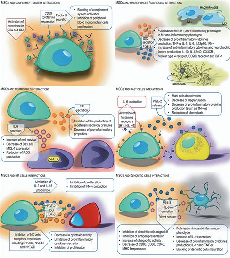 Frontiers Immunomodulatory And Regenerative Effects Of Mesenchymal