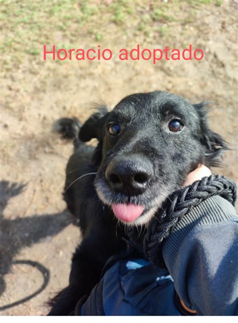 Tenemos Hogar Adopciones Crc U Oa