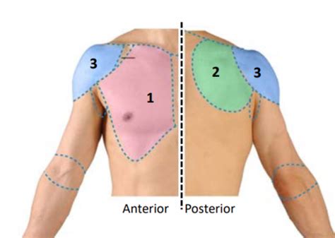 Scapular Pectoral Regions Flashcards Quizlet