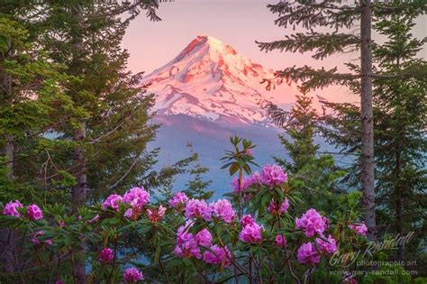 Mount Hood Rhododendrons Oregon Photography Oregon Landscape Landscape Photos