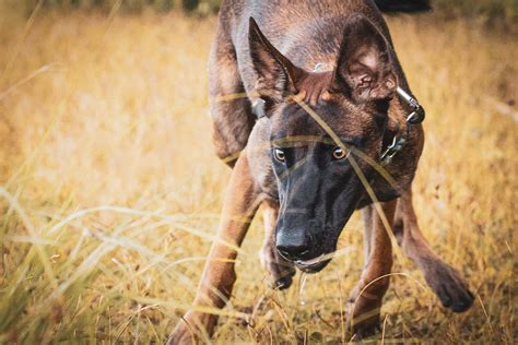 Download Alert Guard Dog On Duty Wallpaper