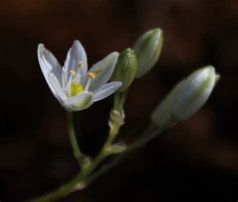 Fine Chink Cape Bulbs 3 · Inaturalist