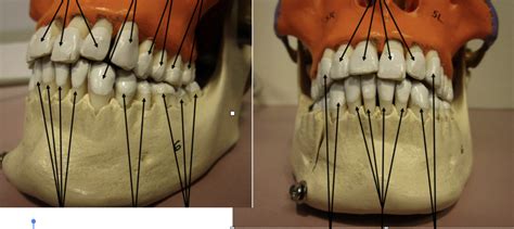 Types of teeth Diagram | Quizlet