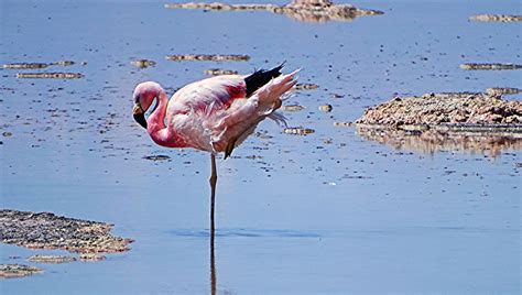 Les Flamants Roses Sont Hyper à Laise Sur Une Seule Patte Mais