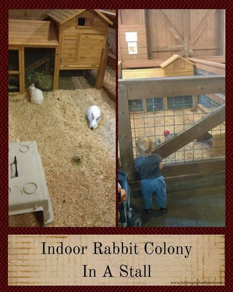 Colony Raising Rabbits How To Get Started Farming My Backyard