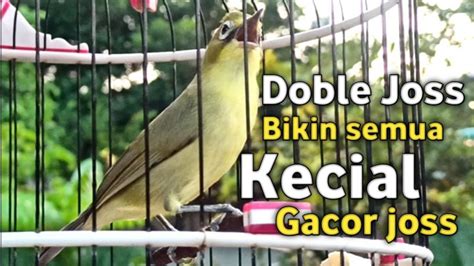 Ciak Kecial Kuning Gacor Joss Satu Ini Cepat Bikin Semua Kecial Ikut