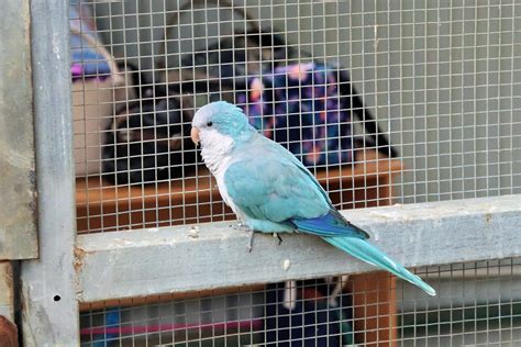 Blue Quaker Parrot Myiopsitta Monachus Zoochat