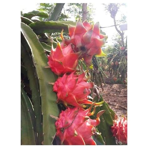 Full Sun Exposure Red Dragon Fruit Plant For Outdoor At Rs Piece In