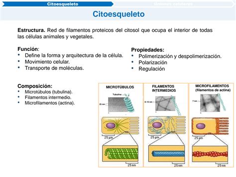 SOLUTION 3 Citoesqueleto Y Uniones Celulares Studypool