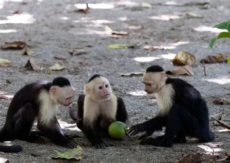 Capuchin Monkey Behavior - AnimalBehaviorCorner