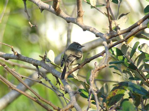 White Crested Tyrannulet Serpophaga Subcristata Photo Call And Song