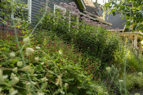 Persicaria And Eupatorium Scott Weber Flickr