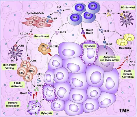 Schematic Mechanisms Of Th9 Dependent Antitumor Immune Responses These