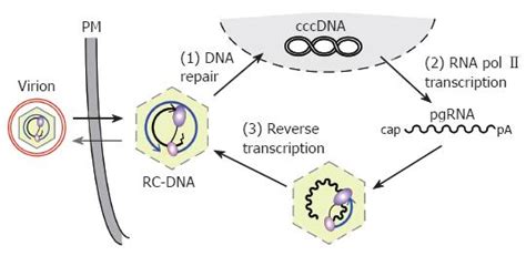 Hepatitis B Replication Cycle