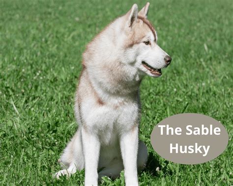 All About The Sable Husky - Four Paw City