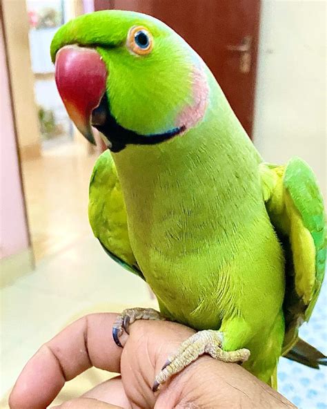 Introducing Mr Kisser My New Pet Indian Ringneck Parrot Kisser Female