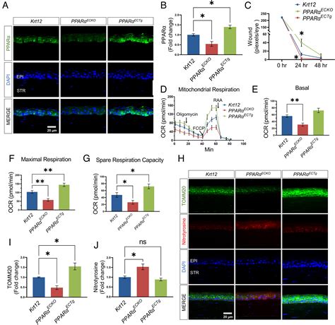 Peroxisome Proliferator Activated Receptor α Pparα Regulates Wound