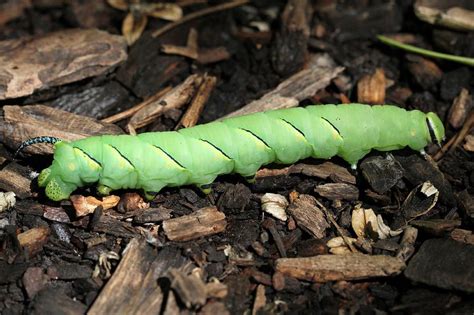 Laurel Sphinx Moth Caterpillar Photograph By Doris Potter Pixels