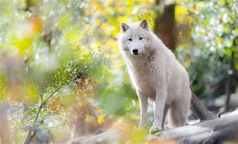 Al Parco Natura Viva Arriva Il Lupo Artico Pantheon