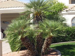 Mediterranean Fan Palm Gothic Landscape Inc