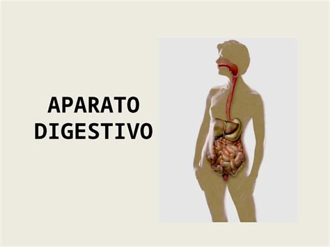 PPT 10 APARATO DIGESTIVO DOKUMEN TIPS