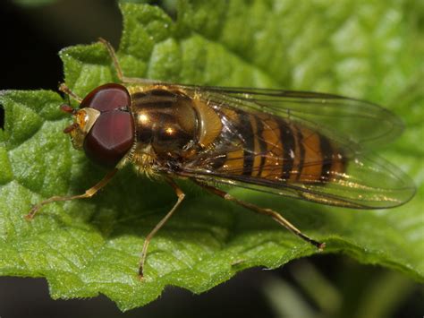 Episyrphus Balteatus Syrphidae L Mm Phylum A Flickr