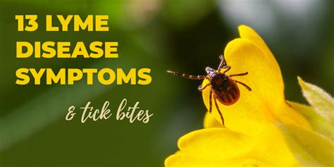 13 Lyme Disease Symptoms, Tick Bites & RemEdies - Chris Waldron