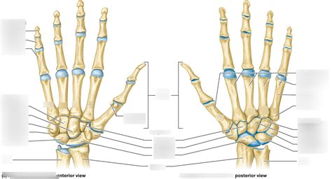 Carpal Bones Diagram | Quizlet