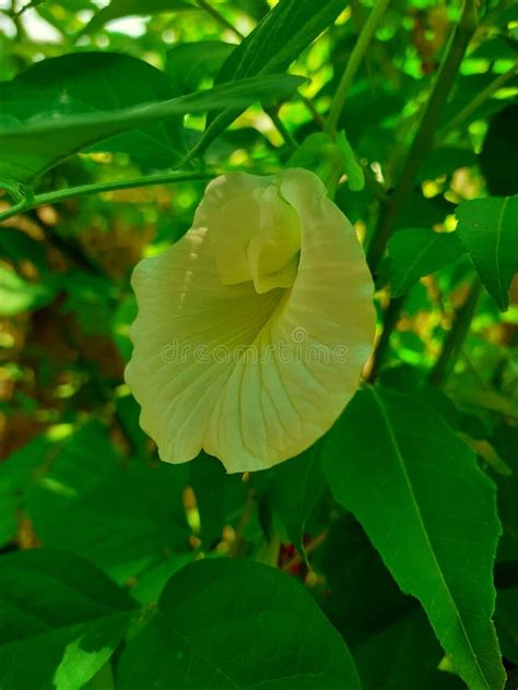 White Aparajita Flower in the Garden Stock Photo - Image of aparajita ...