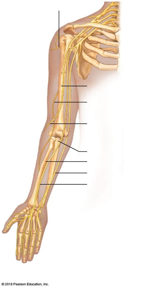 Anatomy Physiology Nervous System Brachial Nerve Plexus Diagram