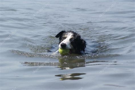 Border Collie Swimming — Stock Photo © Cokabunja 7903697