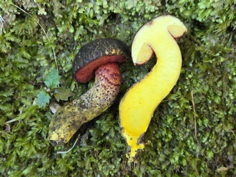 Amoenoboletus Mcrobbii From Umungata Bay New Zealand On May