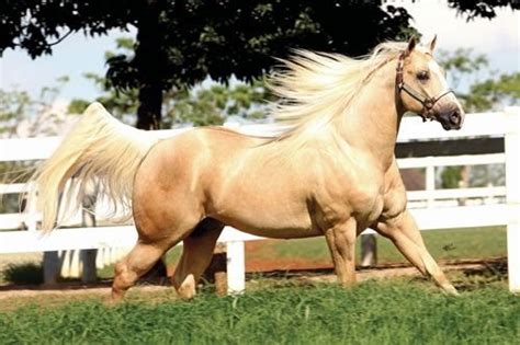 Um Cavalo Quarto De Milha Nascido Em 2013 Sexo Masculino Pelagem