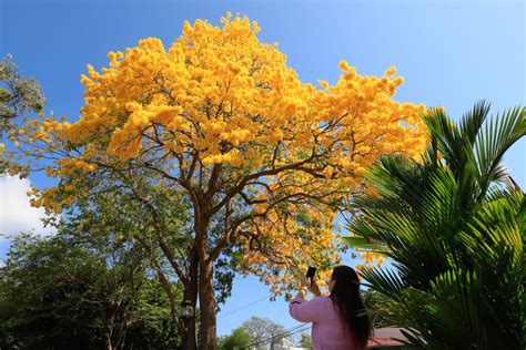 Parque Omar Panam On Twitter Esta Semana Los Guayacanes Han