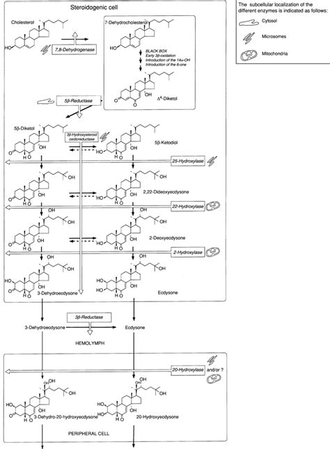 Putative Biosynthetic Pathway Of Ecdysteroids Download Scientific