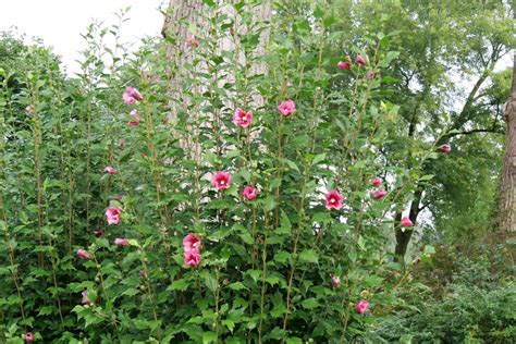 Plant Of The Week Red Pillar® Rose Of Sharon Plant Of The Week