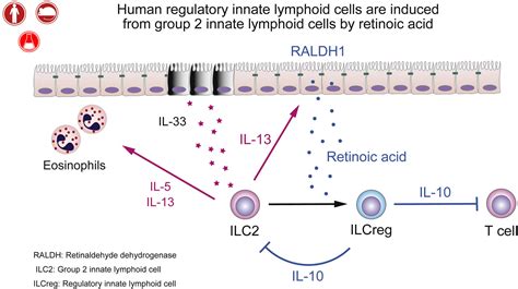 Induction Of Human Regulatory Innate Lymphoid Cells From Group 2 Innate