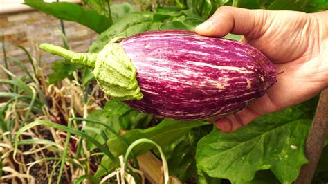 How To Grow Eggplants A Complete Guide To Growing Eggplants Solanum Melongena Recipe