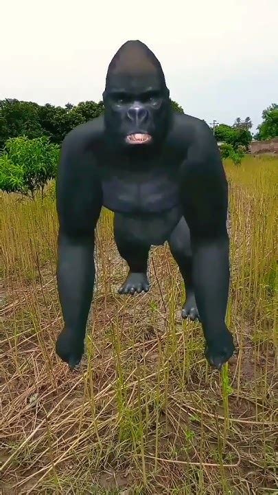 Gorilla 🦍🦍 Reels Youtube