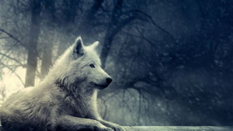 Wolves Screensavers and Wallpaper (63+ images)