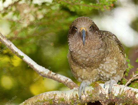 Kea Parrot Stock Photo by ©alexeys 5209659