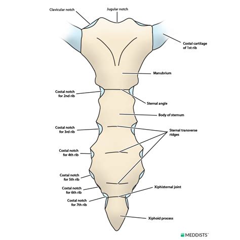 Sternum Meddists