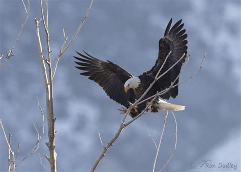 Sidelit Adult Bald Eagle Landing In A Tree Feathered Photography