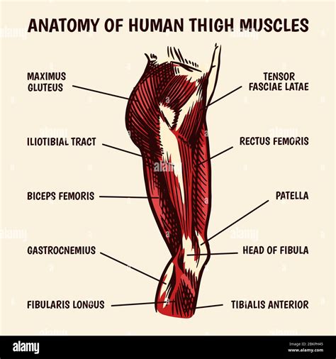 Muscles Humains De La Hanche Et Des Jambes Banque De Photographies Et D