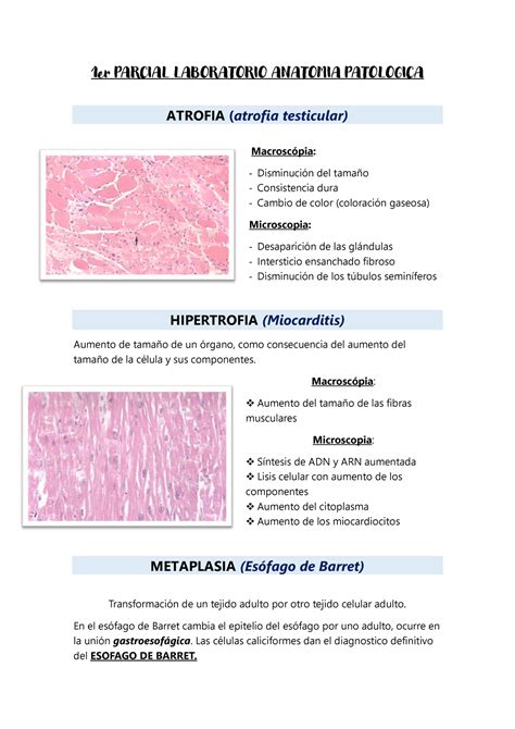 Unidad Lab Pato I Er Parcial Laboratorio Anatomia Patologica