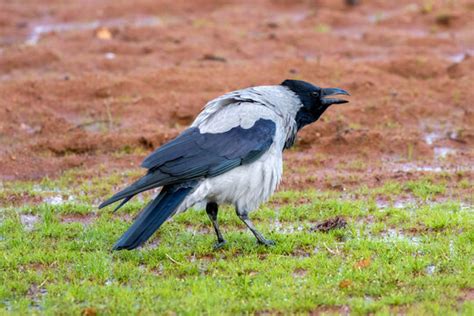 crowing  adobe stock