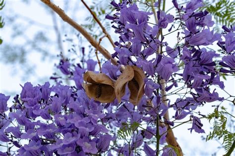 Árbol de jacaranda azul de la especie jacaranda mimosifolia con flores