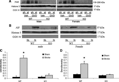 Sex Differences In The Response To Poly Adp Ribose Polymerase 1