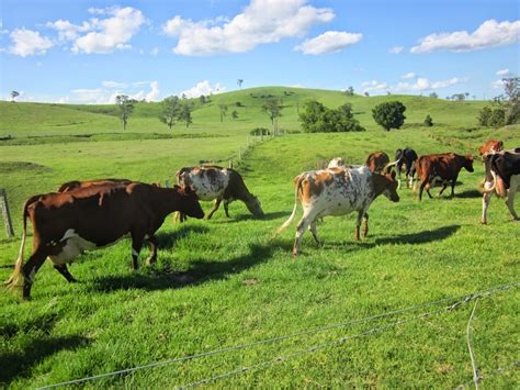 Living A Rural Life Dairy Farming How Can You Do It Everyday